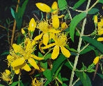 Malfurada