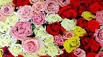 Rosaceas