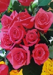 Rosasss