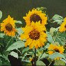 Girasoles