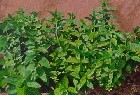 Menta