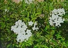 Solanum