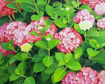 Hortensias