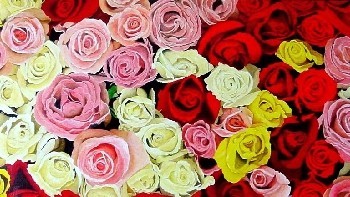 Rosaceas