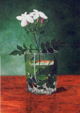 Jasminum