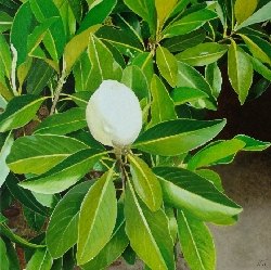 Magnolia