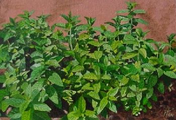 Menta