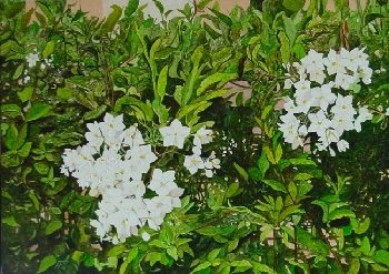 Solanum